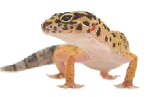 wpbeb3f778.png